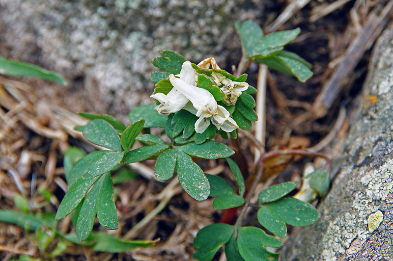 Corydalis solida